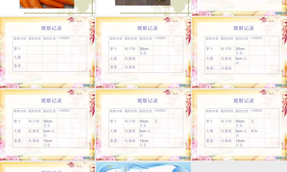 青岛小学科学四上《2 植物的根》PPT课件 (2) .ppt