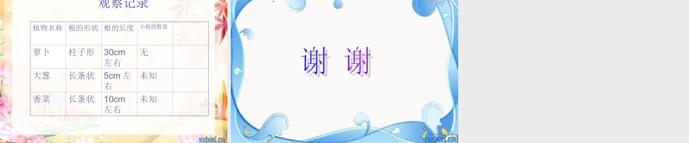 青岛小学科学四上《2 植物的根》PPT课件 (2) .ppt
