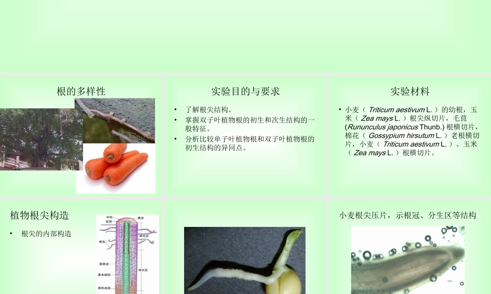 青岛小学科学四上《2 植物的根》PPT课件 (3) .ppt
