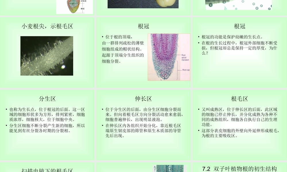 青岛小学科学四上《2 植物的根》PPT课件 (3) .ppt