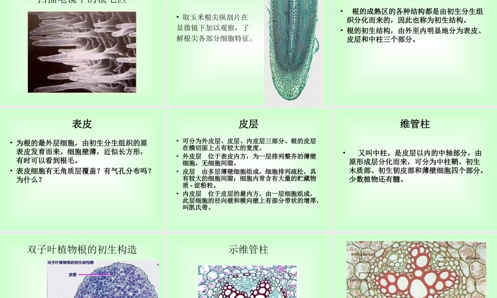 青岛小学科学四上《2 植物的根》PPT课件 (3) .ppt