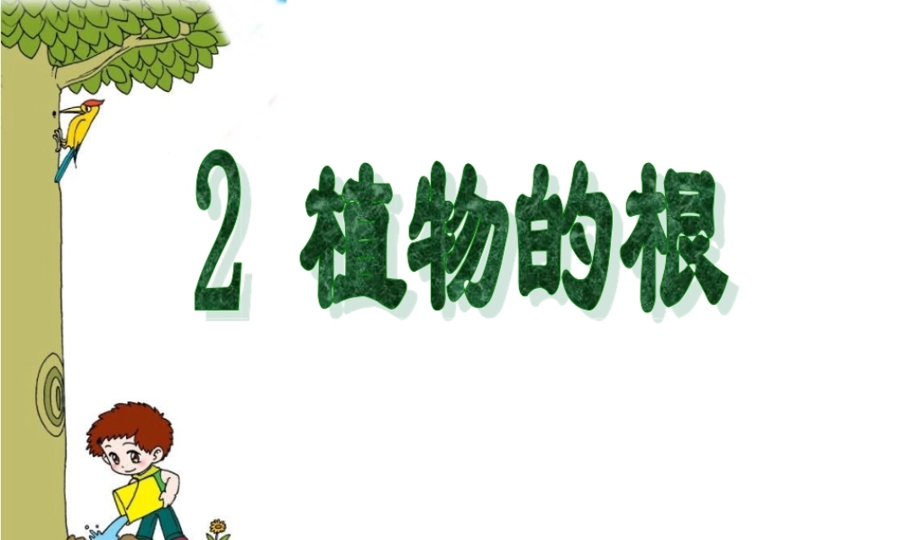青岛小学科学四上《2 植物的根》PPT课件 (6) .ppt
