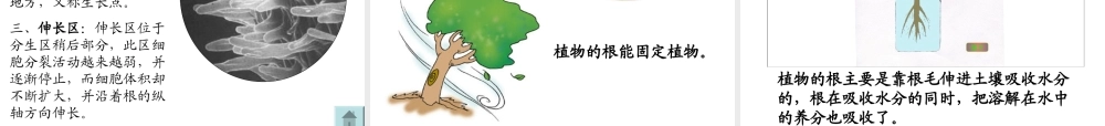 青岛小学科学四上《2 植物的根》PPT课件 (6) .ppt