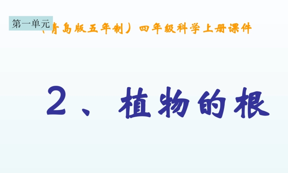 青岛小学科学四上《2 植物的根》PPT课件 (5) .ppt