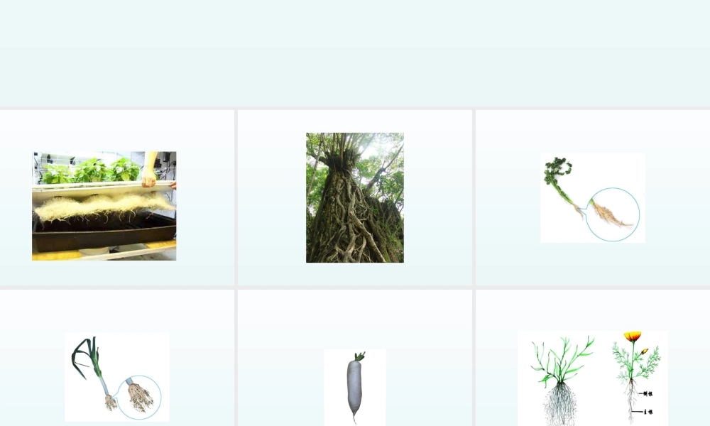 青岛小学科学四上《2 植物的根》PPT课件 (5) .ppt