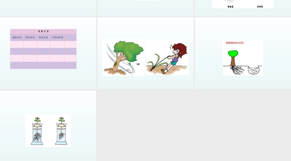 青岛小学科学四上《2 植物的根》PPT课件 (5) .ppt