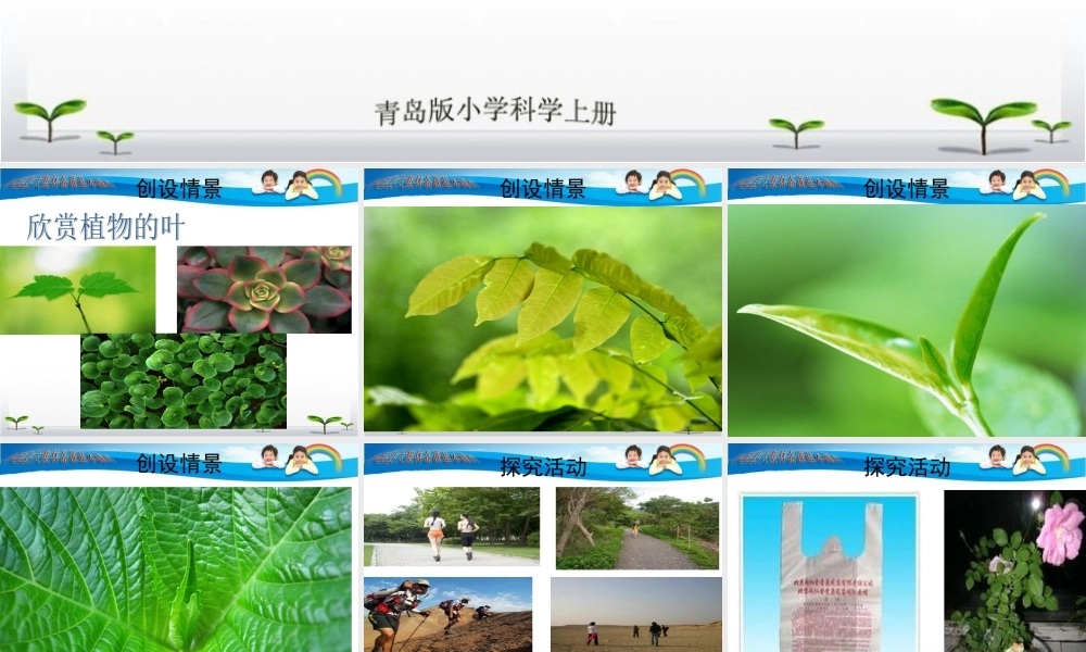 青岛小学科学四上《3 植物的叶》PPT课件 (1) .ppt