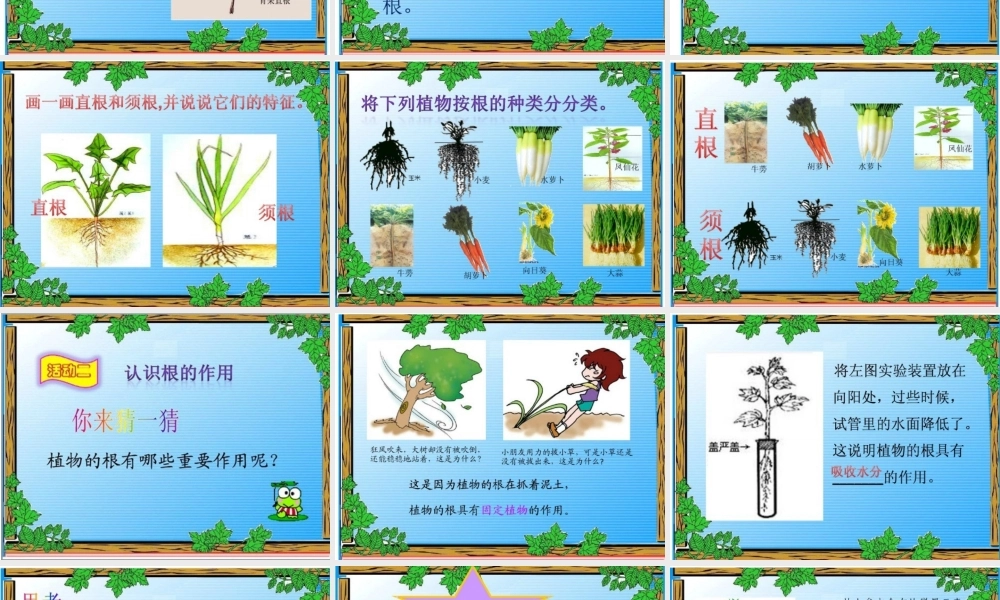 青岛小学科学四上《2 植物的根》PPT课件 (7) .ppt