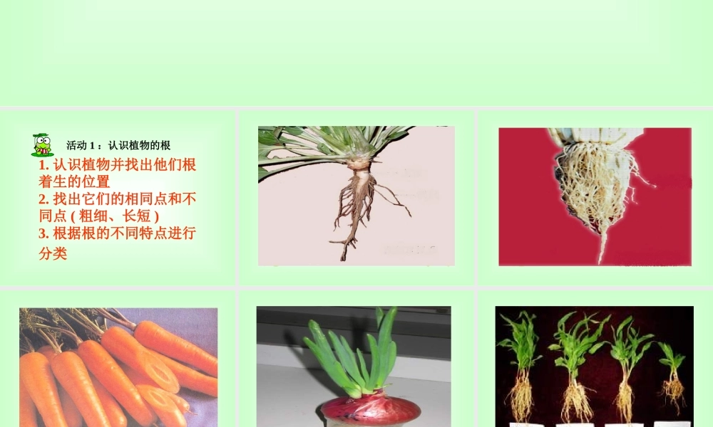 青岛小学科学四上《2 植物的根》PPT课件 (4) .ppt