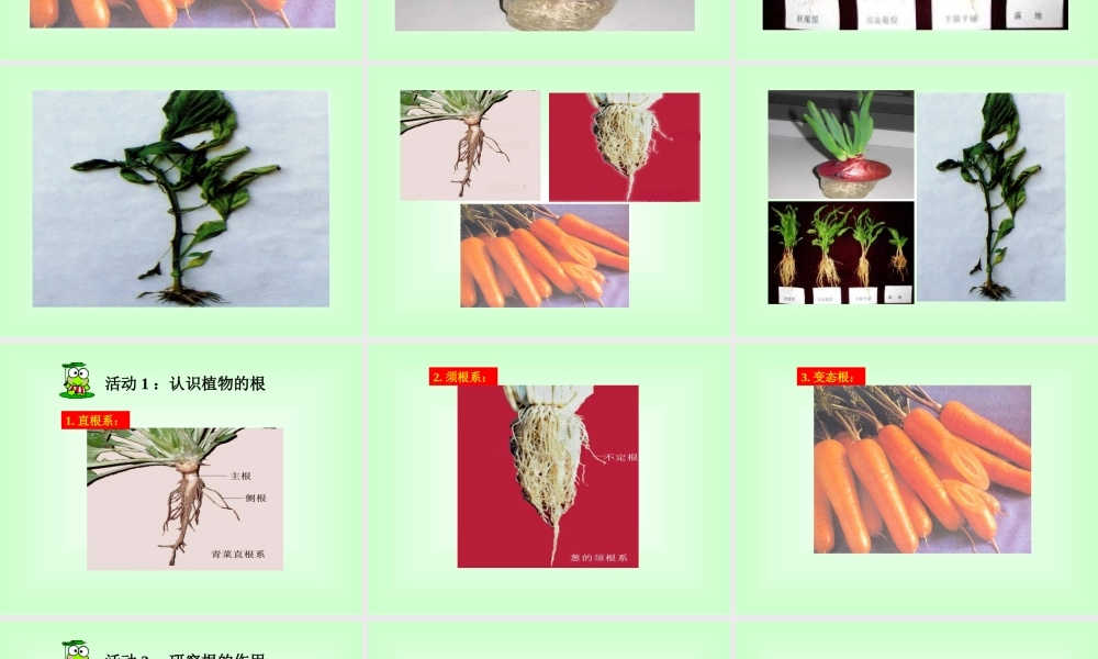 青岛小学科学四上《2 植物的根》PPT课件 (4) .ppt