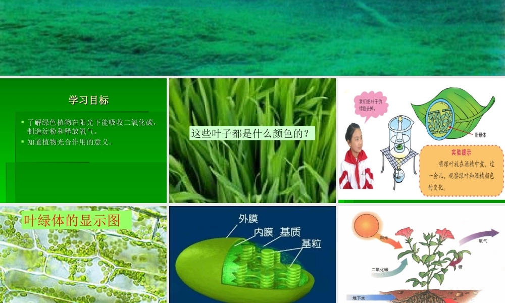 青岛小学科学四上《3 植物的叶》PPT课件 (5) .ppt