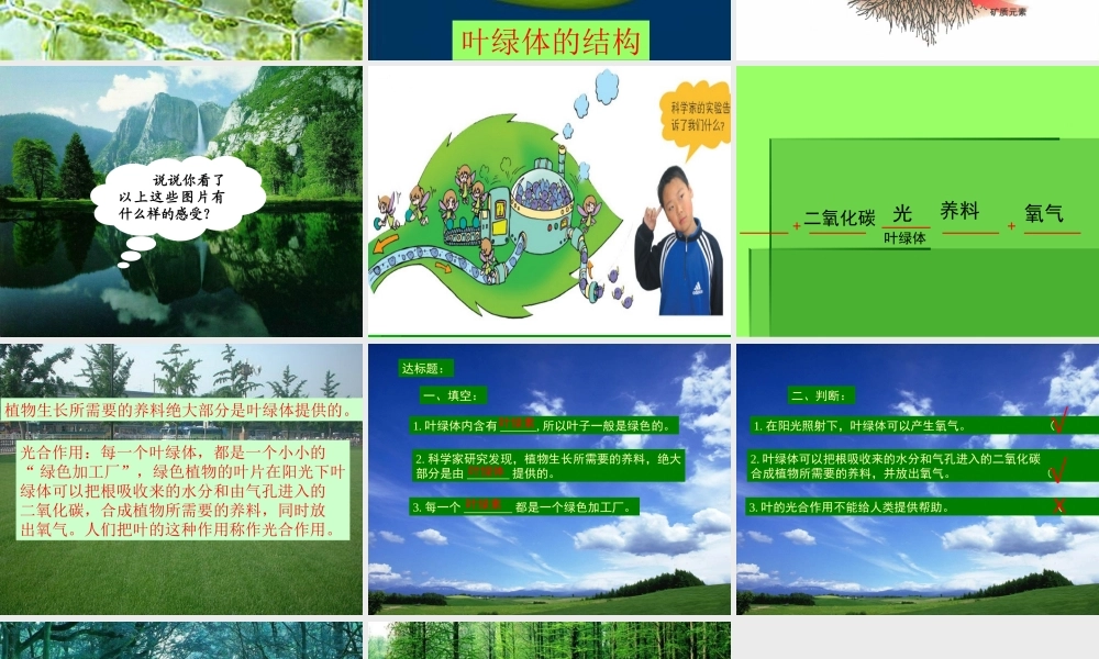青岛小学科学四上《3 植物的叶》PPT课件 (5) .ppt