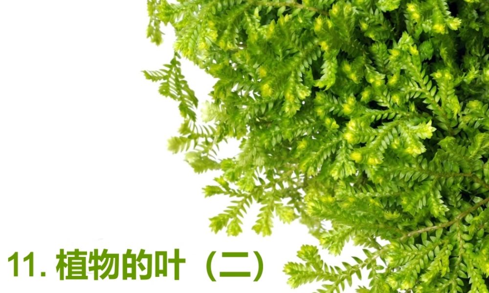 青岛小学科学四上《3 植物的叶》PPT课件 (8) .ppt