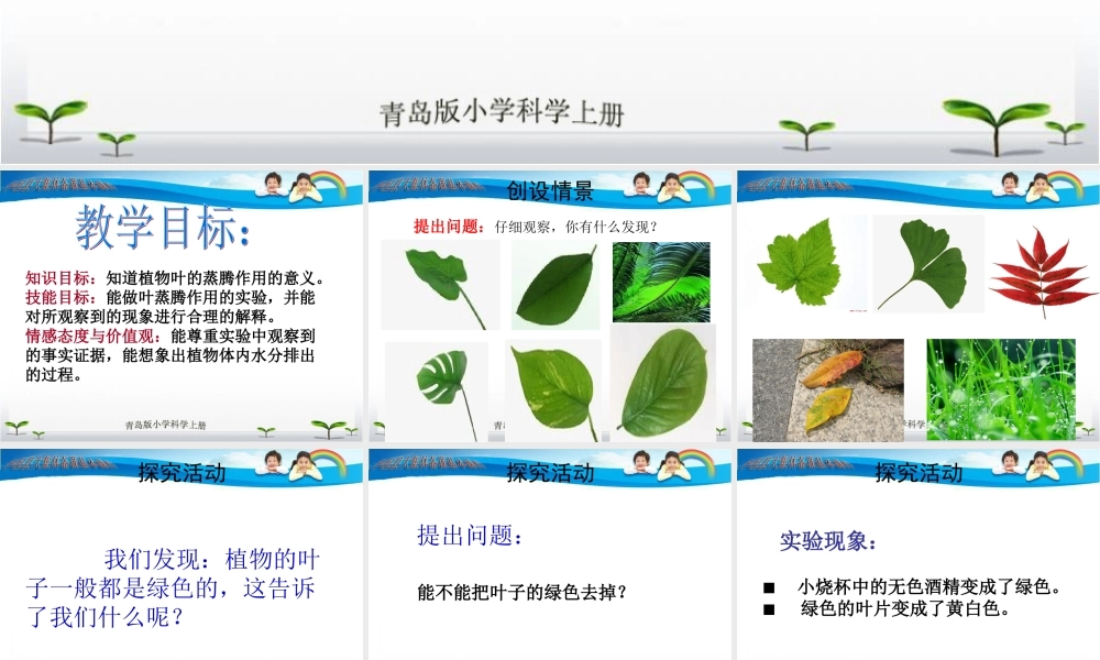 青岛小学科学四上《3 植物的叶》PPT课件 (7) .ppt