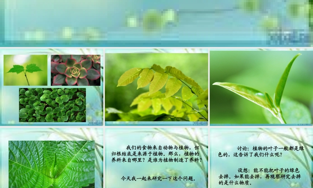 青岛小学科学四上《3 植物的叶》PPT课件 (6) .ppt