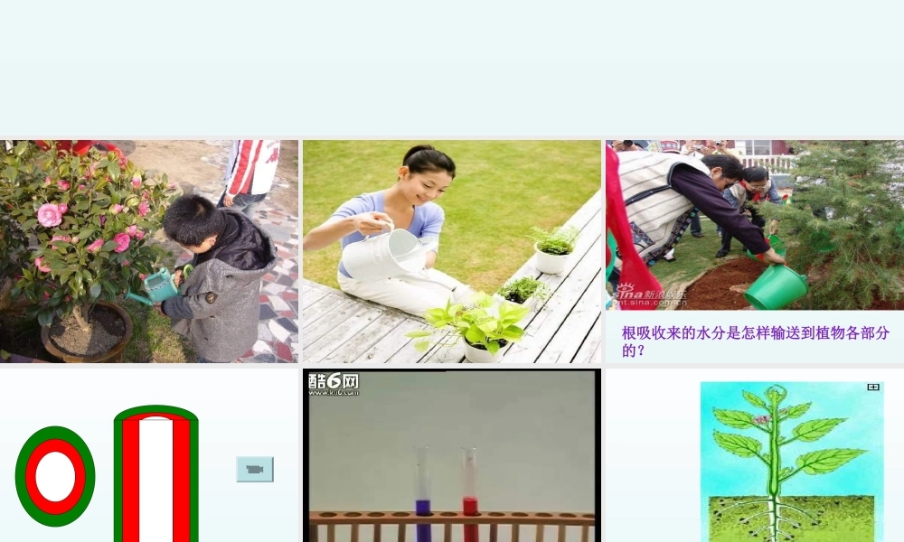 青岛小学科学四上《4 植物的茎》PPT课件 (4) .ppt