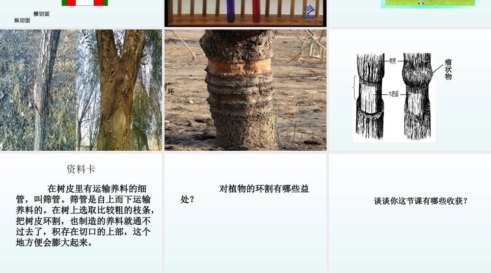 青岛小学科学四上《4 植物的茎》PPT课件 (4) .ppt