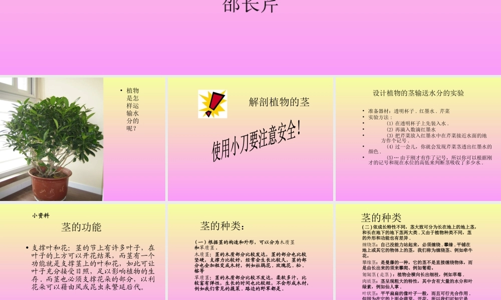 青岛小学科学四上《4 植物的茎》PPT课件 (3) .ppt