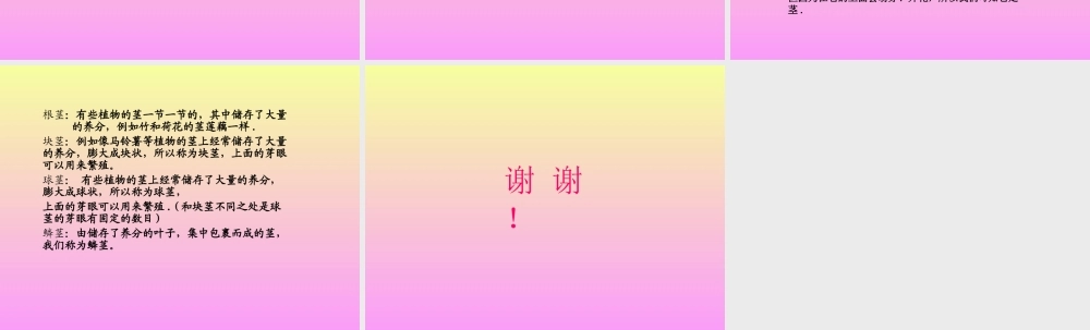 青岛小学科学四上《4 植物的茎》PPT课件 (3) .ppt