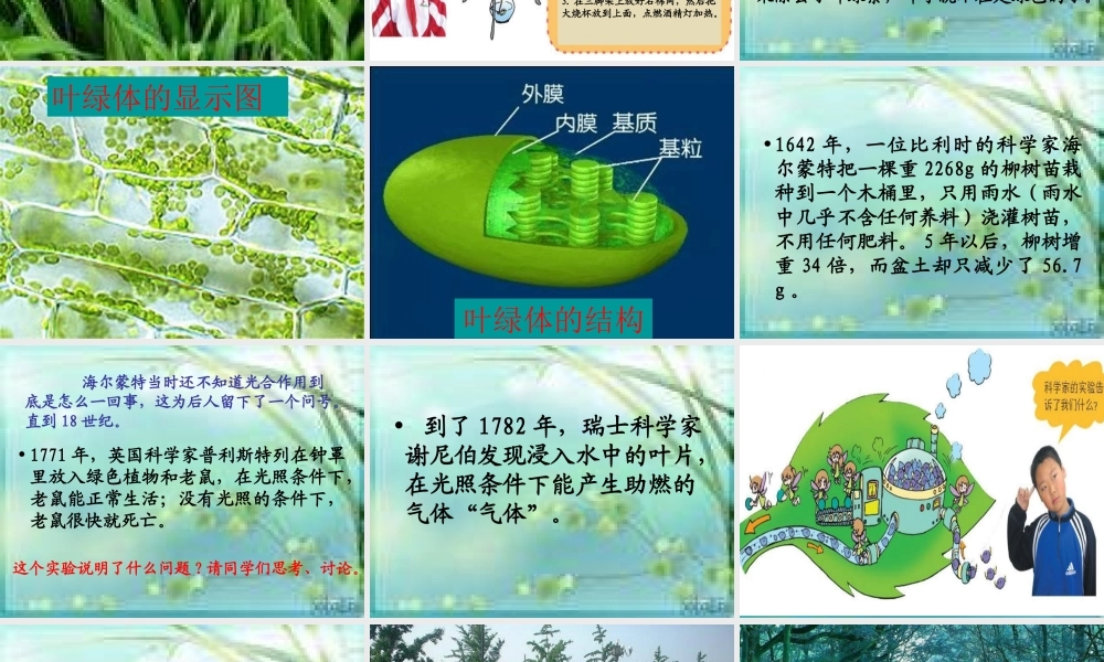 青岛小学科学四上《3 植物的叶》PPT课件 (9) .ppt