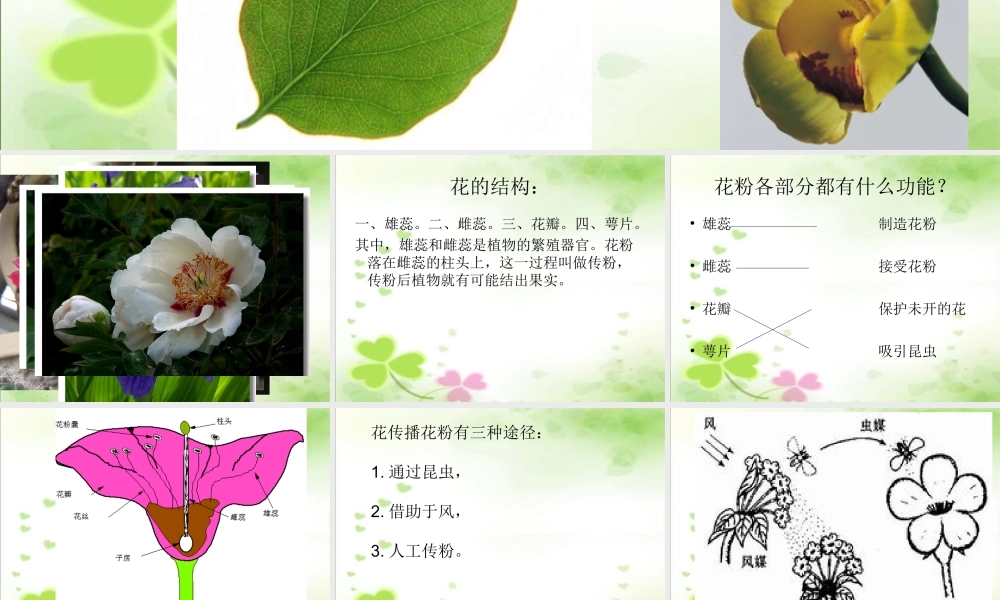 青岛小学科学四上《5 花和果实》PPT课件 (1) .ppt