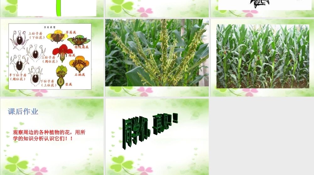 青岛小学科学四上《5 花和果实》PPT课件 (1) .ppt