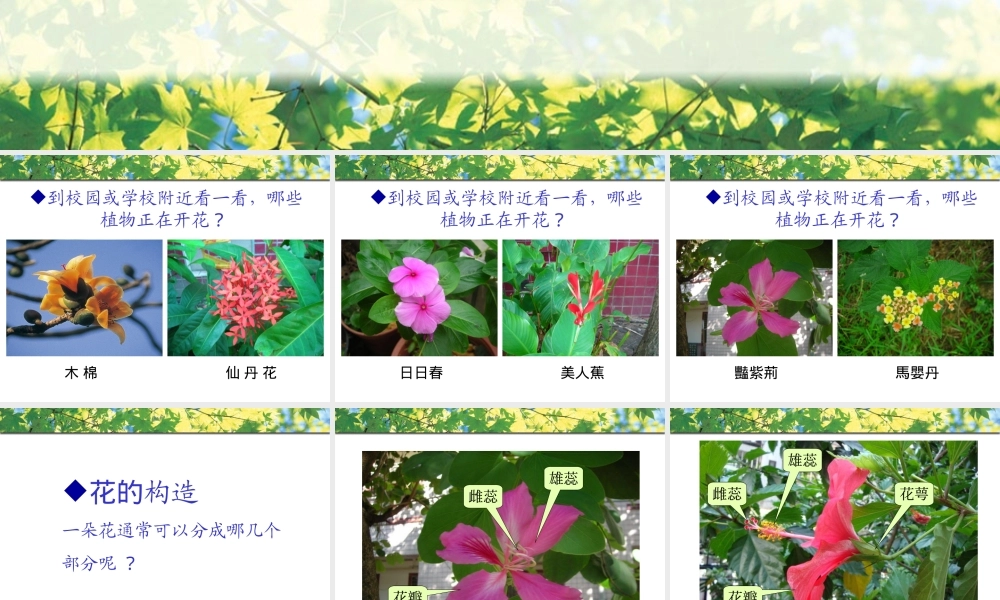 青岛小学科学四上《5 花和果实》PPT课件 (3) .ppt