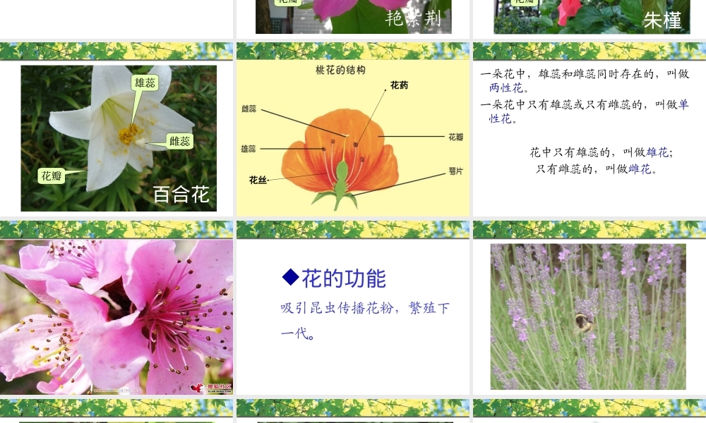 青岛小学科学四上《5 花和果实》PPT课件 (3) .ppt
