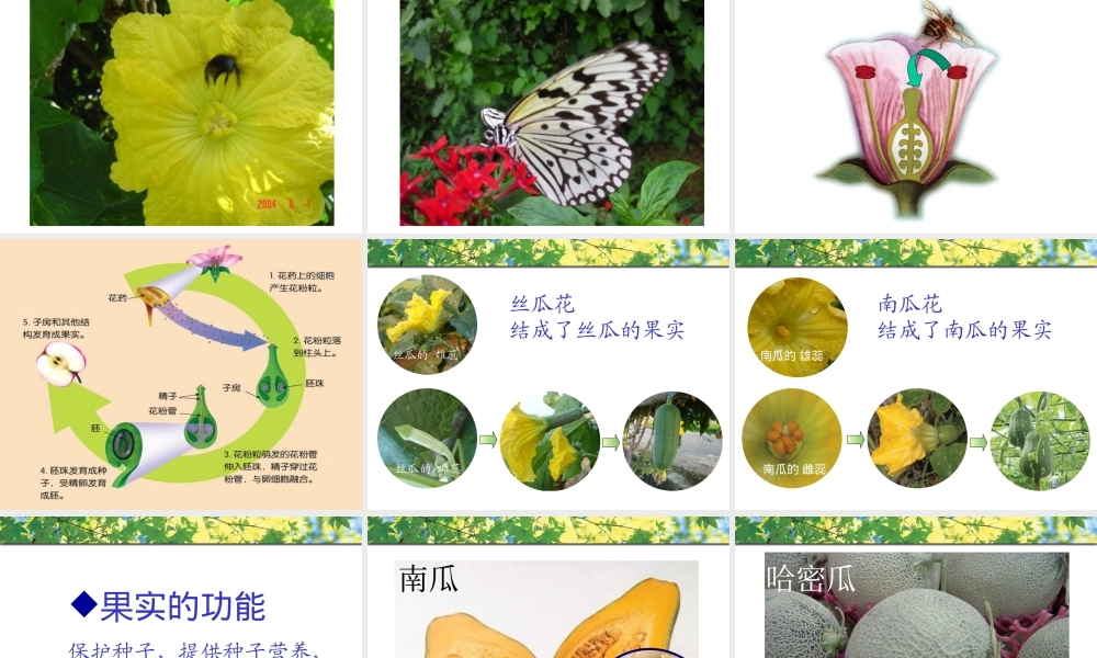 青岛小学科学四上《5 花和果实》PPT课件 (3) .ppt
