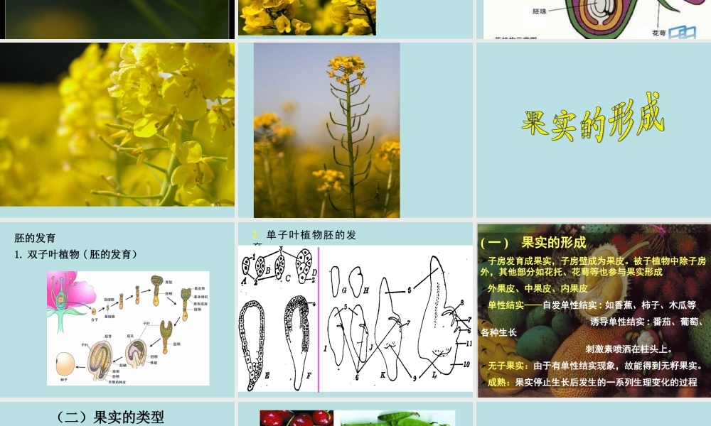 青岛小学科学四上《5 花和果实》PPT课件 (2) .ppt