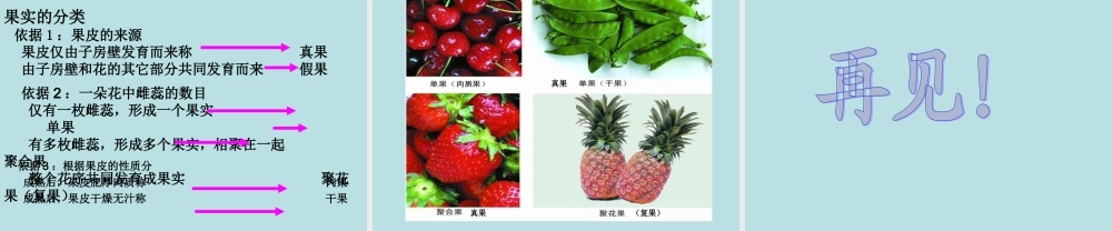 青岛小学科学四上《5 花和果实》PPT课件 (2) .ppt