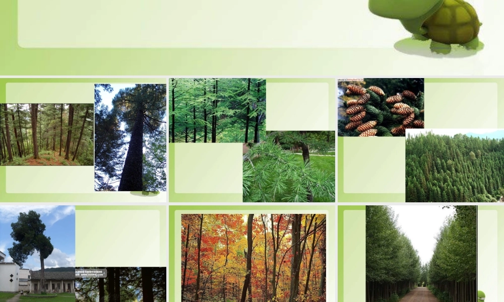 青岛小学科学四上《8 木材》PPT课件 (7) .ppt