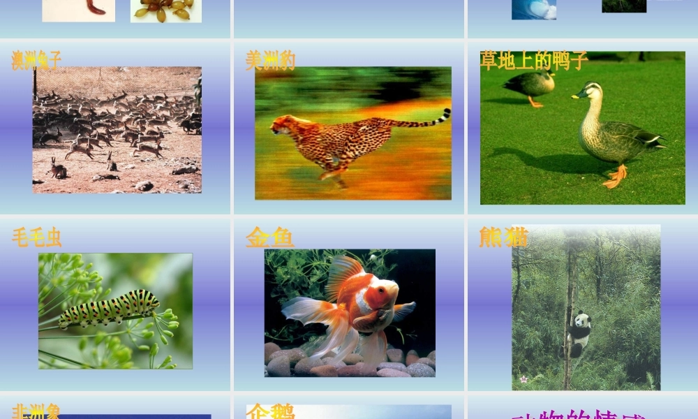 青岛小学科学四下《15 蚯蚓找家》PPT课件 (3).ppt