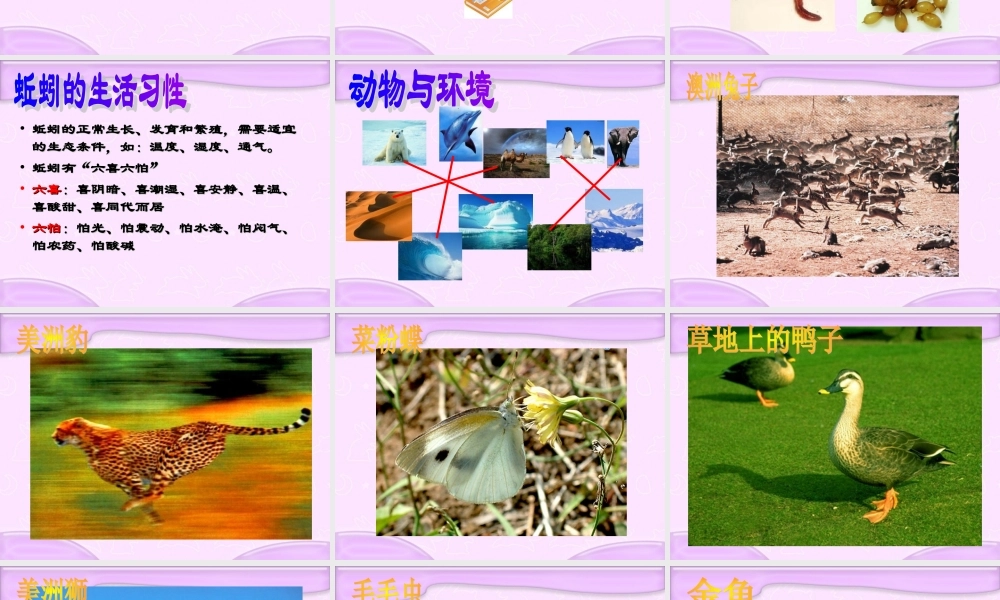 青岛小学科学四下《15 蚯蚓找家》PPT课件 (1).ppt