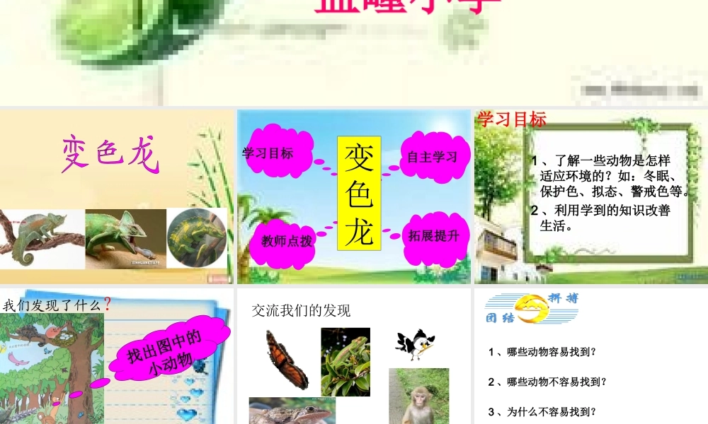 青岛小学科学四下《16 变色龙》PPT课件 (11).ppt