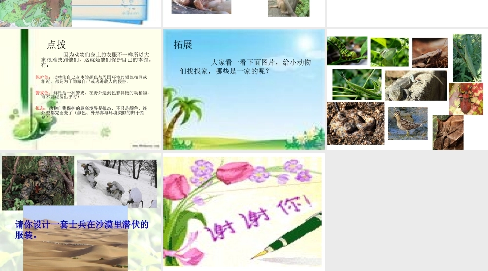 青岛小学科学四下《16 变色龙》PPT课件 (11).ppt