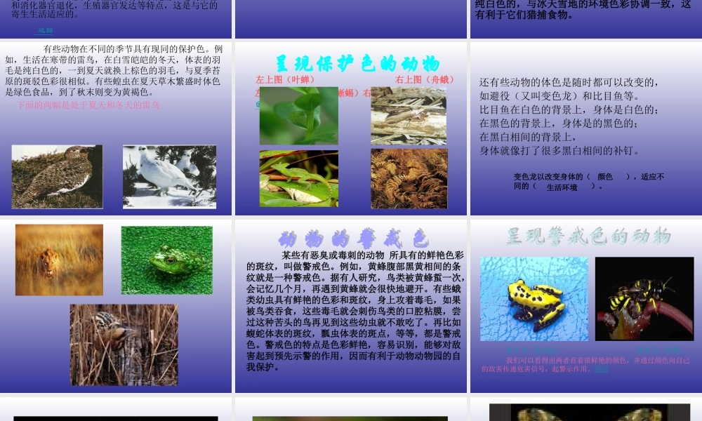 青岛小学科学四下《16 变色龙》PPT课件 (10).ppt