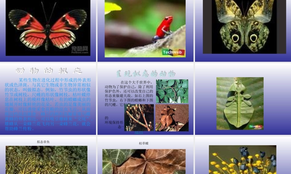 青岛小学科学四下《16 变色龙》PPT课件 (10).ppt