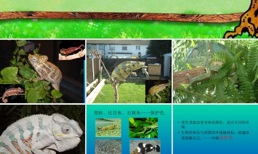 青岛小学科学四下《16 变色龙》PPT课件 (1).ppt