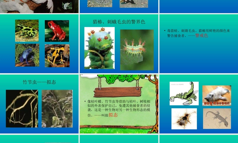 青岛小学科学四下《16 变色龙》PPT课件 (1).ppt