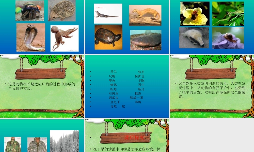 青岛小学科学四下《16 变色龙》PPT课件 (1).ppt