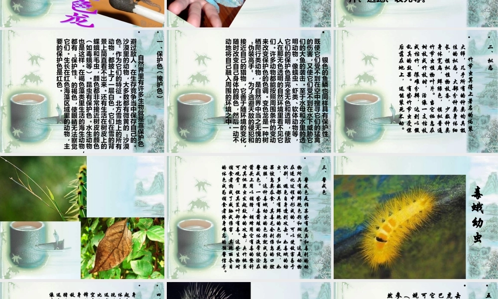 青岛小学科学四下《16 变色龙》PPT课件 (2).ppt