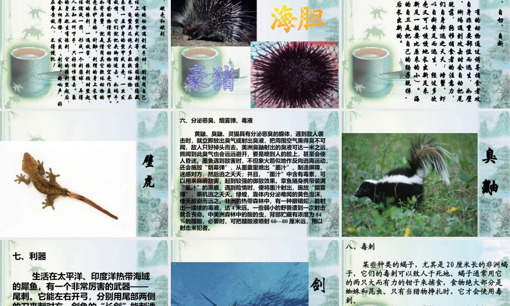 青岛小学科学四下《16 变色龙》PPT课件 (2).ppt