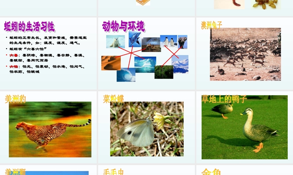 青岛小学科学四下《15 蚯蚓找家》PPT课件 (2).ppt