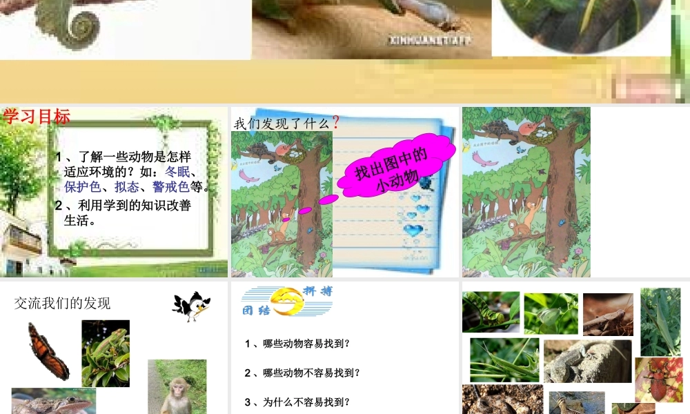 青岛小学科学四下《16 变色龙》PPT课件 (5).ppt