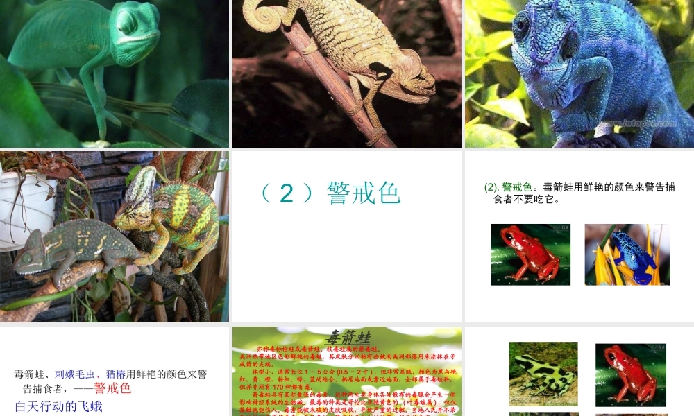 青岛小学科学四下《16 变色龙》PPT课件 (5).ppt