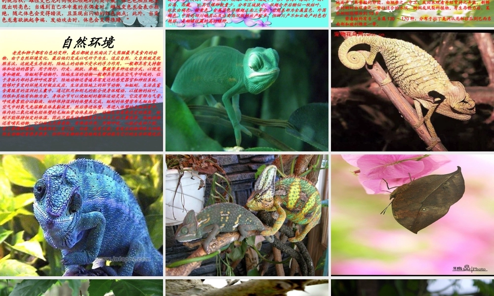 青岛小学科学四下《16 变色龙》PPT课件 (3).ppt