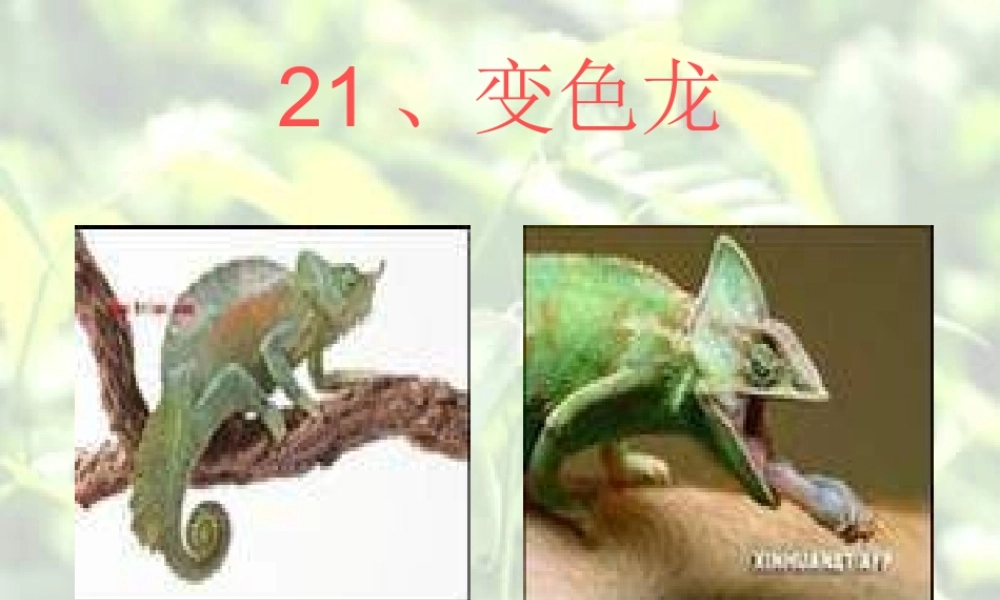 青岛小学科学四下《16 变色龙》PPT课件 (6).ppt