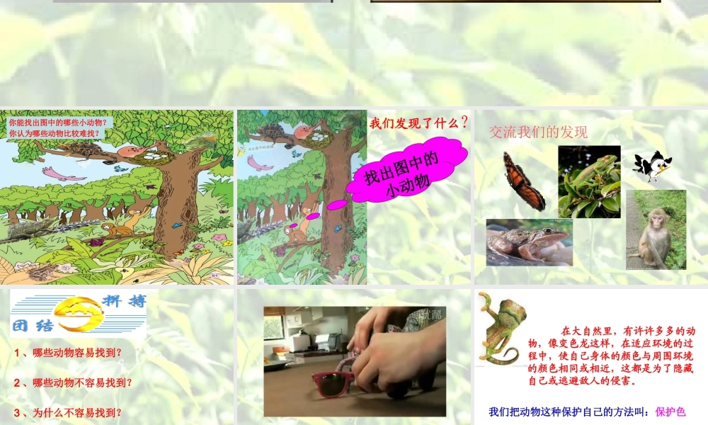 青岛小学科学四下《16 变色龙》PPT课件 (6).ppt