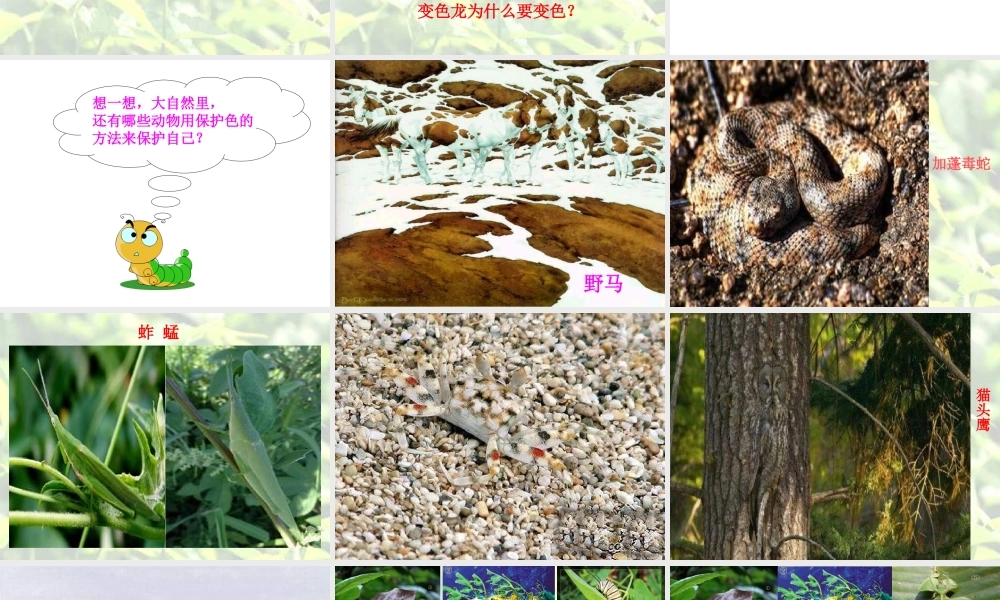 青岛小学科学四下《16 变色龙》PPT课件 (6).ppt